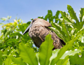 Low angle view of a bird