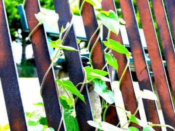 Close-up of plant growing outdoors