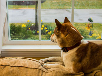 Dog sitting on window at home