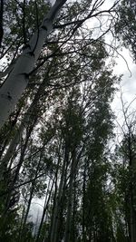 Low angle view of trees in forest against sky