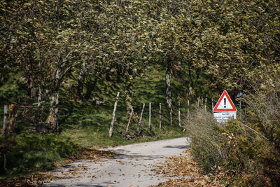 Road amidst trees in forest