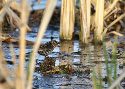 Bird perching on a lake