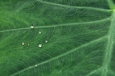 Full frame shot of wet leaf