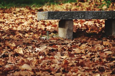 Close-up of autumn leaves