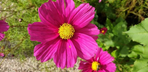 Close-up of pink flower