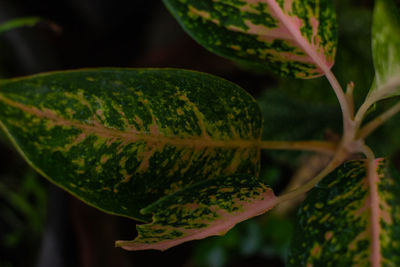 Close-up of fresh green leaves