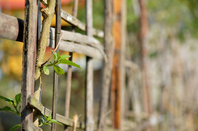 Close-up of plant