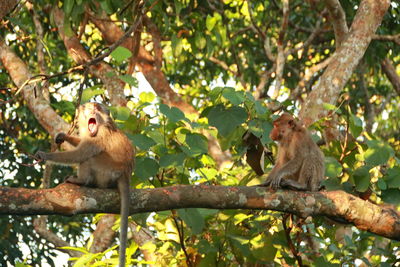 Jungle monkeys sit and eat on kembang island banjarmasin indonesia borneo island
