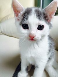 Close-up portrait of cat