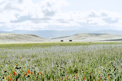Scenic view of grassy field against sky