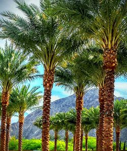 Low angle view of palm trees