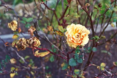 Close-up of flowers blooming outdoors