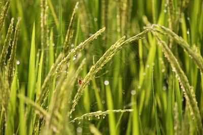 Close-up of wet crop growing on field