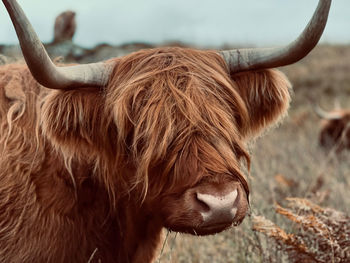 Highland cow