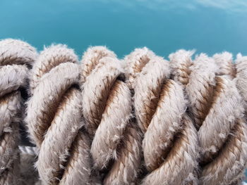 Close-up of sheep on rope