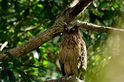 Bird perching on a tree