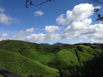 Scenic view of agricultural field against sky
