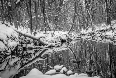 Snow covered bare trees in forest