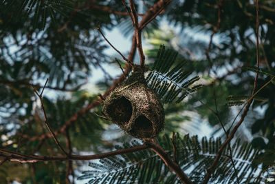 Low angle view of pine tree in forest