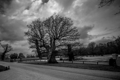 Trees against sky