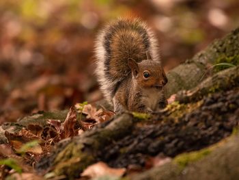 Close-up of squirrel on tree stump 