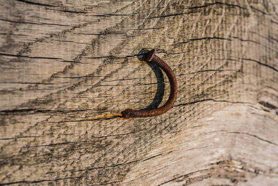 Close-up of lizard on tree trunk