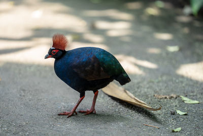 Close-up of bird