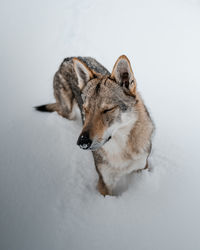 High angle view of dog over white background