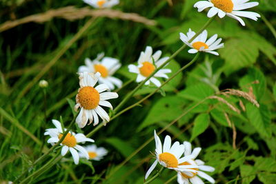 Close-up of white daisy blooming outdoors