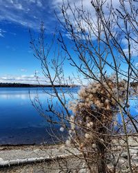 Bare tree by lake against blue sky