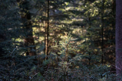 Close-up of tree in forest