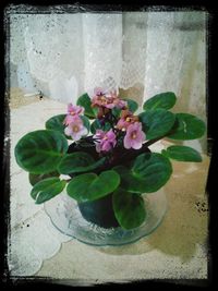 Close-up of flower pot on plant