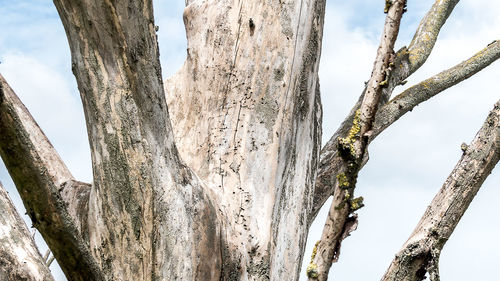 Close-up of tree against sky
