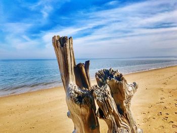 Close-up of horse on beach against sky