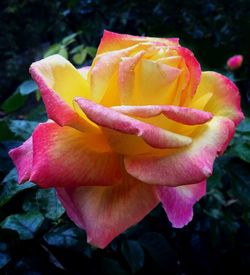 Close-up of yellow rose