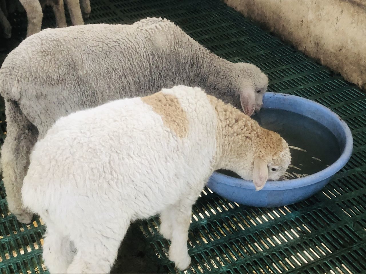 HIGH ANGLE VIEW OF SHEEP IN A FARM