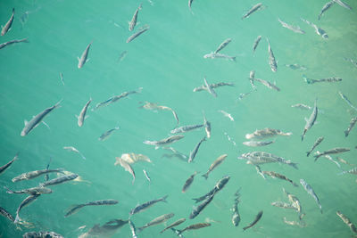 High angle view of birds swimming in sea