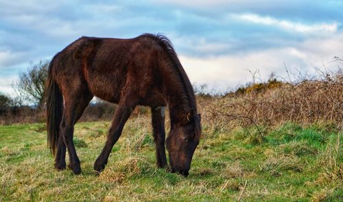 Horse grazing in a field