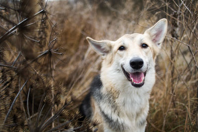 Portrait of a dog on field