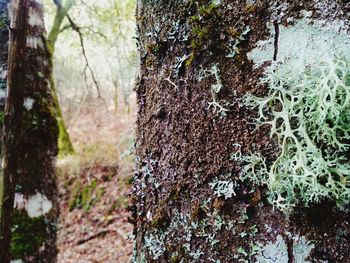 Close-up of moss on tree trunk