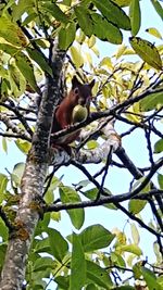 Low angle view of a bird on tree