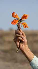 Close-up of person holding leaf