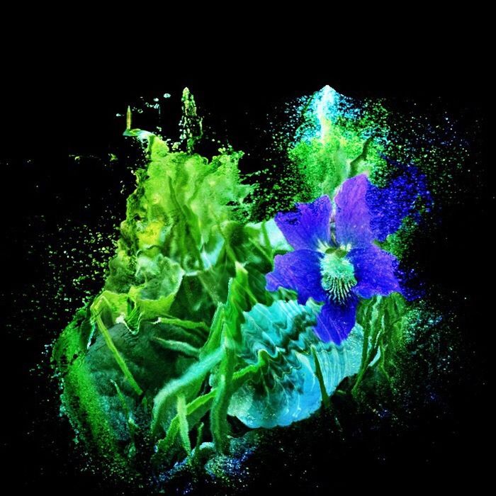 flower, freshness, fragility, leaf, plant, close-up, night, beauty in nature, growth, petal, black background, green color, flower head, nature, purple, high angle view, studio shot, no people, water, indoors