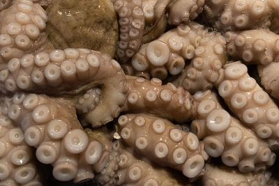 Close-up of fish for sale in market