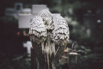 Close-up of plant against blurred background