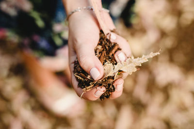 Close-up of woman hand holding dry leaves