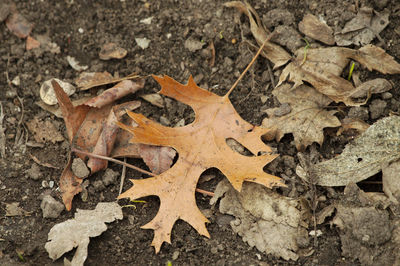 High angle view of crab on land