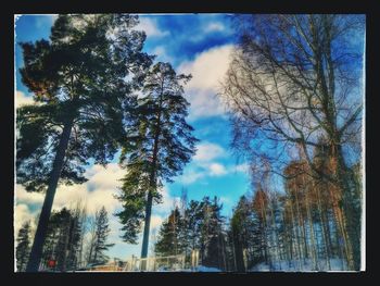 Low angle view of trees against sky