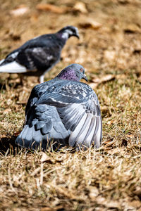 Close-up of bird on field