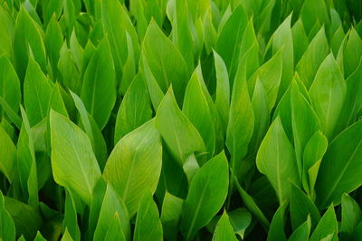 Full frame shot of fresh green plants